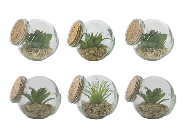 SUCCULENT IN GLASS VASE WITH CORK (ASSTD)