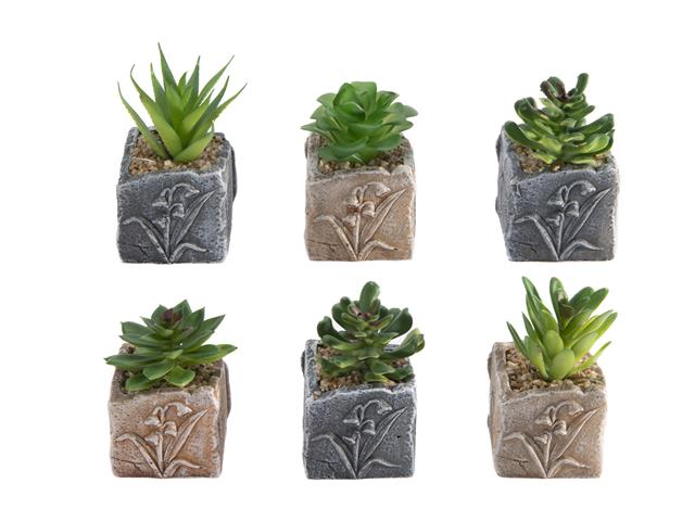 FLORAL CEMENT POT WITH SUCCULENT (ASSTD)