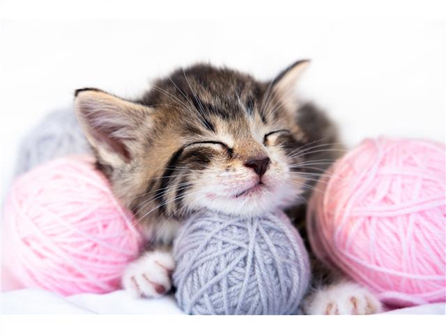 PLASTIC PLACEMAT (KITTEN WITH YARN)