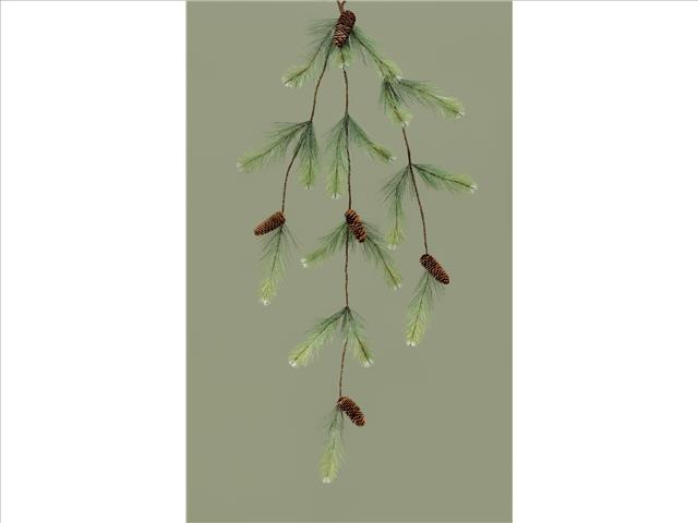 d CASCADE ROCKY MOUNTAIN PINE