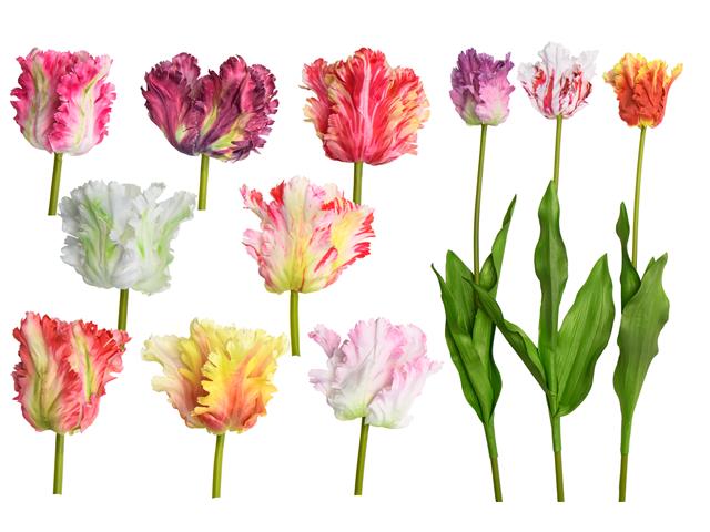 30" LONG STEM PARROT TULIP (ASSTD)