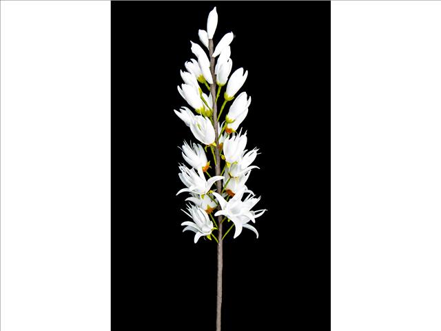 38" LONG STEM MAGNOLIA SPIKE (WHITE)