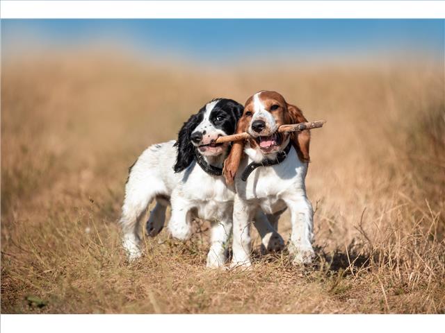 PLASTIC PLACEMAT (RUNNING PUPS WITH STICK)
