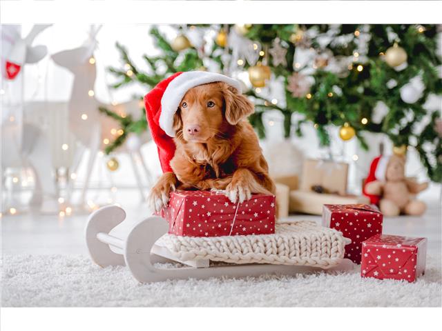 PLASTIC PLACEMAT (DOG WITH SANTA HAT)