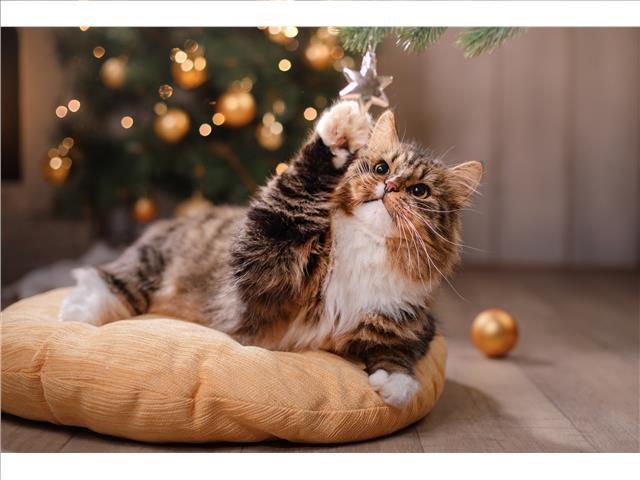 PLASTIC PLACEMAT (CAT PLAYING WITH ORNAMENT)